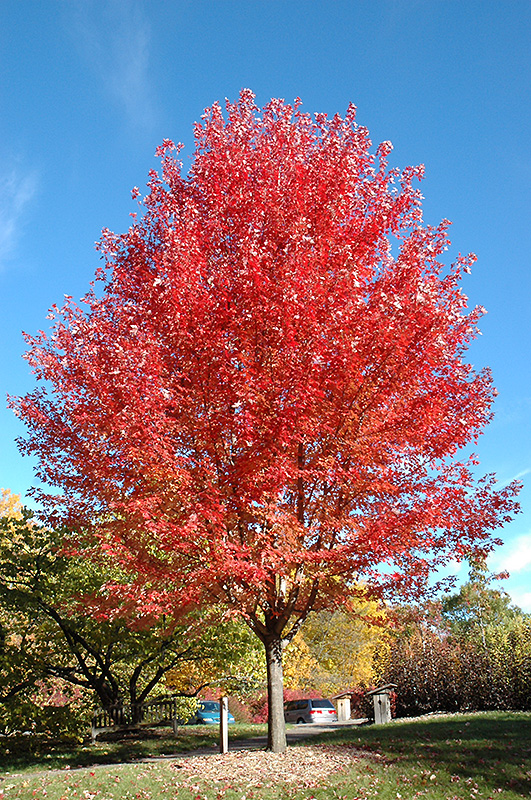 Autumn Blaze Maple (Acer x freemanii 'Jeffersred') at Tagawa Gardens