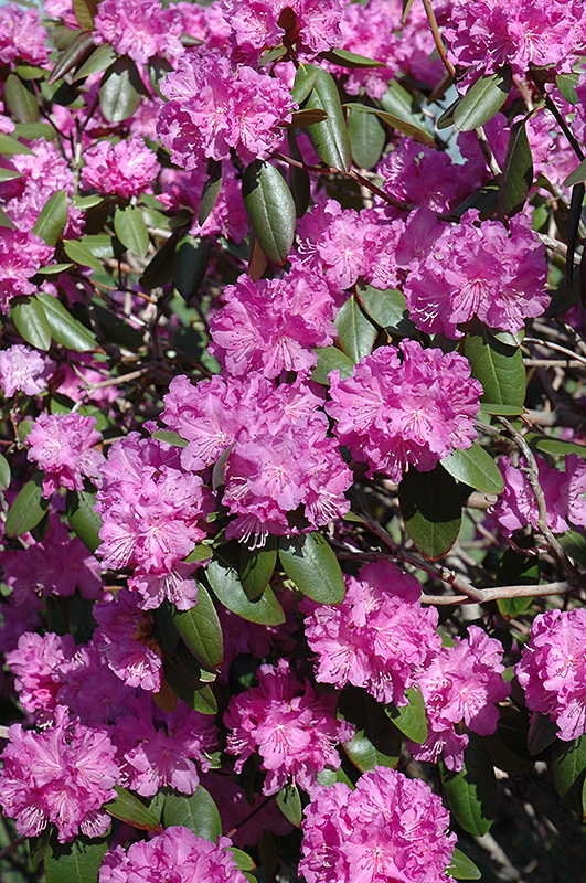 P.J.M. Rhododendron (Rhododendron 'P.J.M.') at Tagawa Gardens