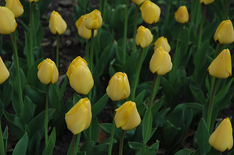 Golden Parade Tulip (Tulipa 'Golden Parade') at Tagawa Gardens