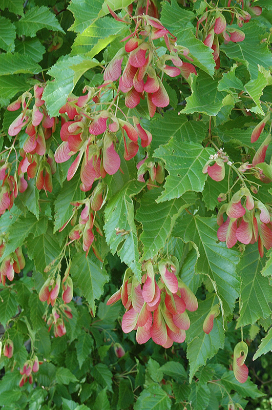 Amur Maple (multi-stem) (Acer ginnala '(multi-stem)') at Tagawa Gardens