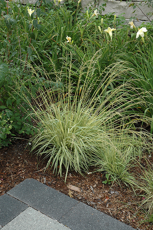 Variegated Moor Grass (Molinia caerulea 'Variegata') at Tagawa Gardens