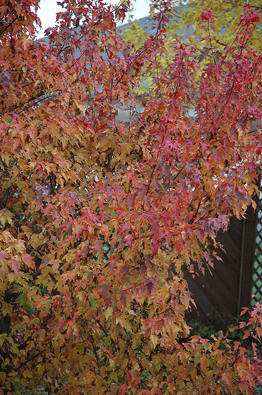 Embers Amur Maple (Acer ginnala 'Embers') at Tagawa Gardens