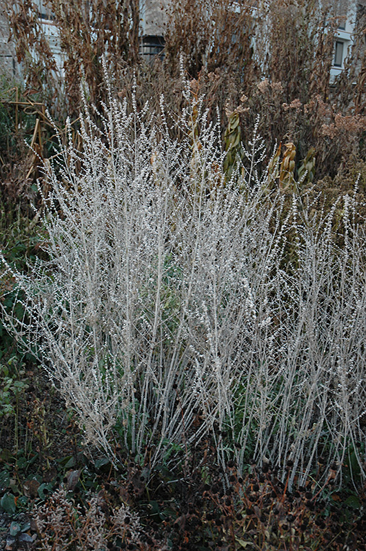 Russian Sage (Perovskia atriplicifolia) at Tagawa Gardens