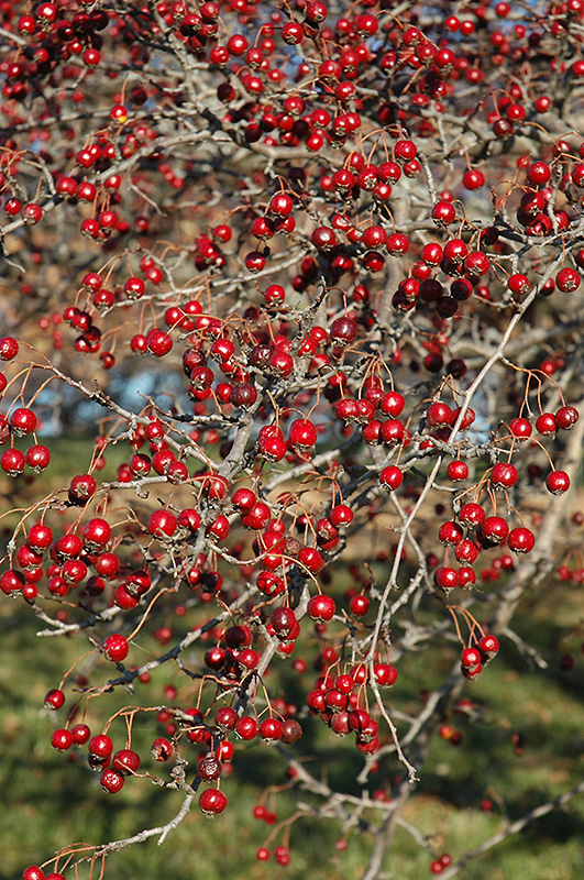 Russian Hawthorn (Crataegus ambigua) in Denver Centennial Littleton ...