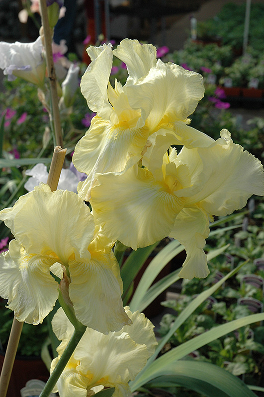 Summer Olympics Iris (Iris 'Summer Olympics') at Tagawa Gardens