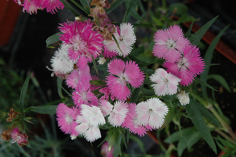 First Love Pinks (Dianthus 'First Love') at Tagawa Gardens