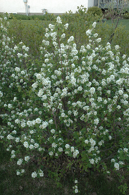 Northline Saskatoon (Amelanchier alnifolia 'Northline') at Tagawa Gardens
