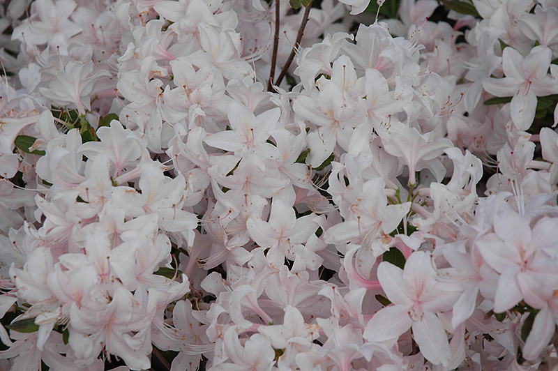 White Lights Azalea (Rhododendron 'White Lights') at Tagawa Gardens