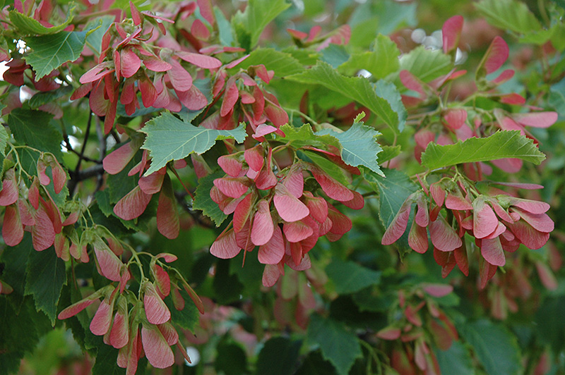 Flame Amur Maple (Acer ginnala 'Flame') at Tagawa Gardens