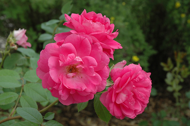 Morden Centennial Rose (Rosa 'Morden Centennial') at Tagawa Gardens
