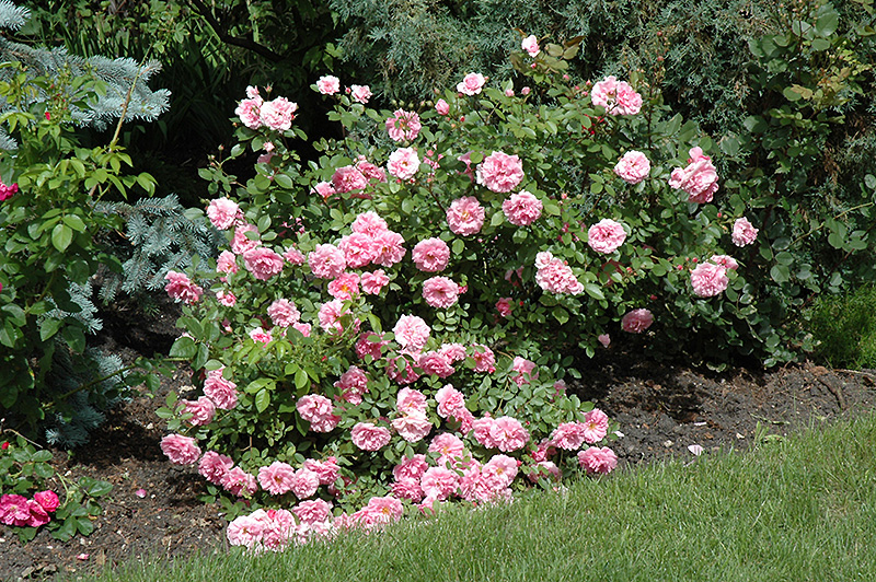 Morden Centennial Rose (Rosa 'Morden Centennial') at Tagawa Gardens