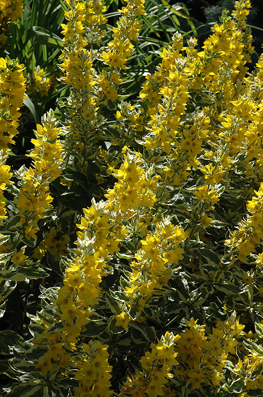 Golden Alexander Loosestrife (Lysimachia punctata 'Golden Alexander') at Tagawa Gardens