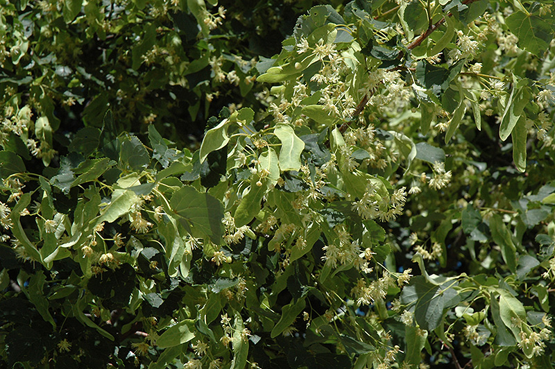  Tilleul Vert (Tilia cordata 'Fil vert') aux jardins de Tagawa 
