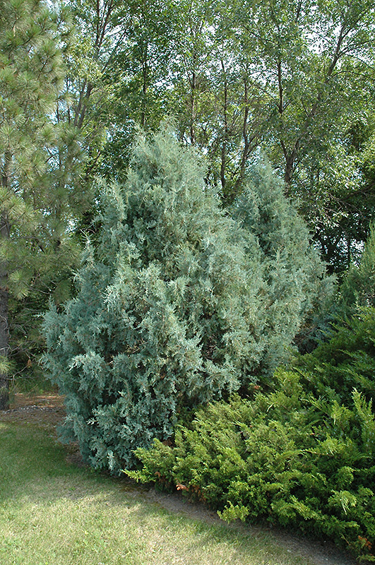 Wichita Blue Juniper (Juniperus scopulorum 'Wichita Blue') at Tagawa Gardens