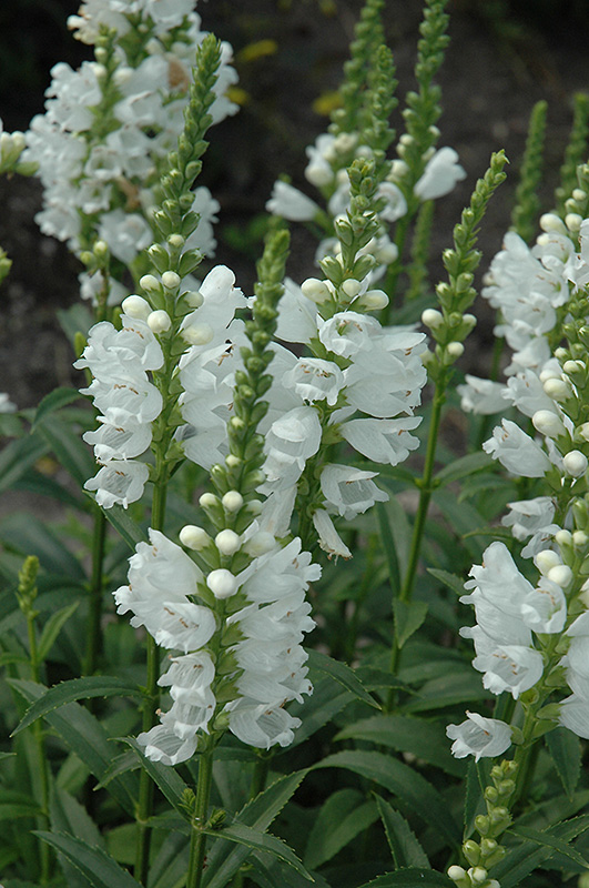 Miss Manners Obedient Plant (Physostegia virginiana 'Miss Manners') at Tagawa Gardens