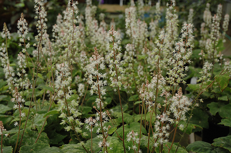 Wherry's Foamflower (Tiarella wherryi) at Tagawa Gardens
