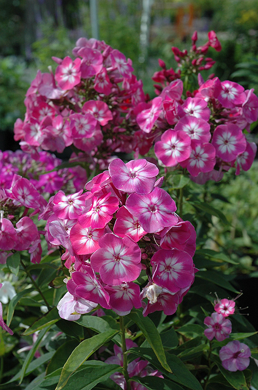 Volcano Pink Garden Phlox (Phlox paniculata 'Volcano Pink') at Tagawa Gardens
