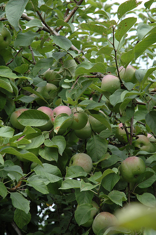 Liberty Apple (Malus 'Liberty') at Tagawa Gardens