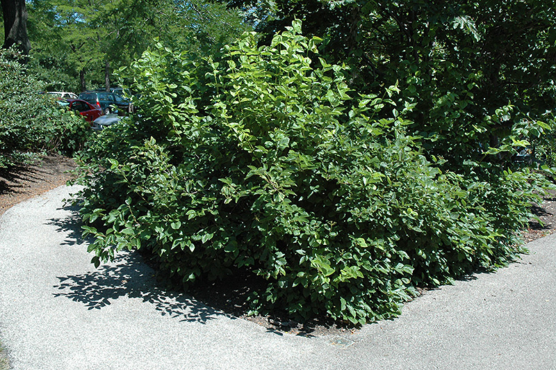 Chicago Lustre Viburnum (Viburnum dentatum 'Synnesvedt') at Tagawa Gardens