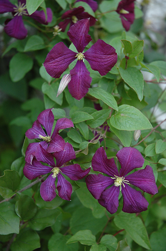 Etoile Violette Clematis (Clematis 'Etoile Violette') at Tagawa Gardens