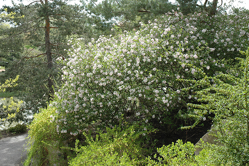 Judd's Viburnum (Viburnum x juddii) at Tagawa Gardens