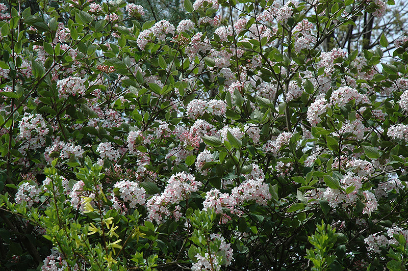 Judd's Viburnum (Viburnum x juddii) at Tagawa Gardens