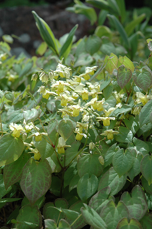 Yellow Barrenwort (Epimedium x versicolor 'Sulphureum') at Tagawa Gardens