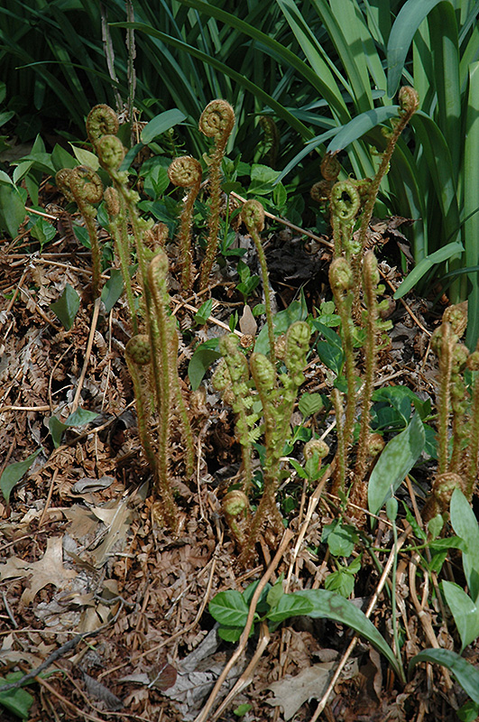 Robust Male Fern (Dryopteris x complexa) at Tagawa Gardens
