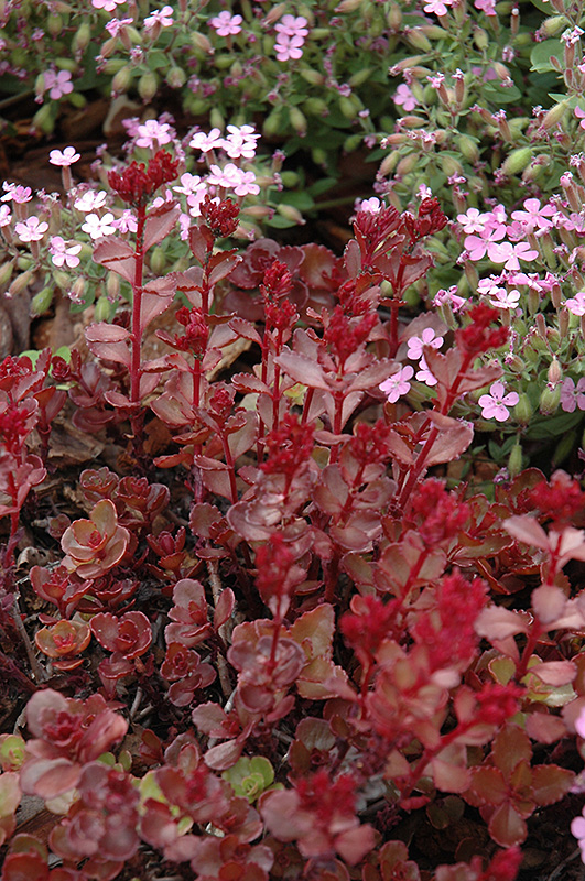 Red Carpet Stonecrop (Sedum spurium 'Red Carpet') at Tagawa Gardens