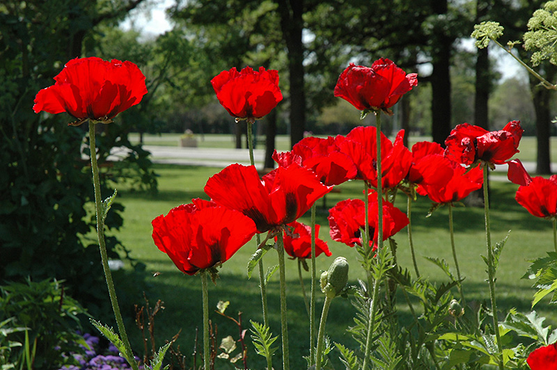 Beauty of Livermere Poppy (Papaver orientale 'Beauty of Livermere') at Tagawa Gardens