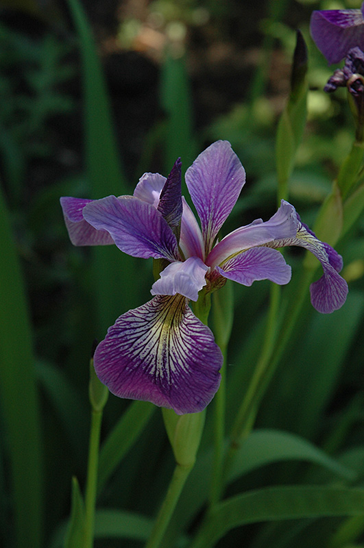 Blue Flag Iris (Iris versicolor) at Tagawa Gardens