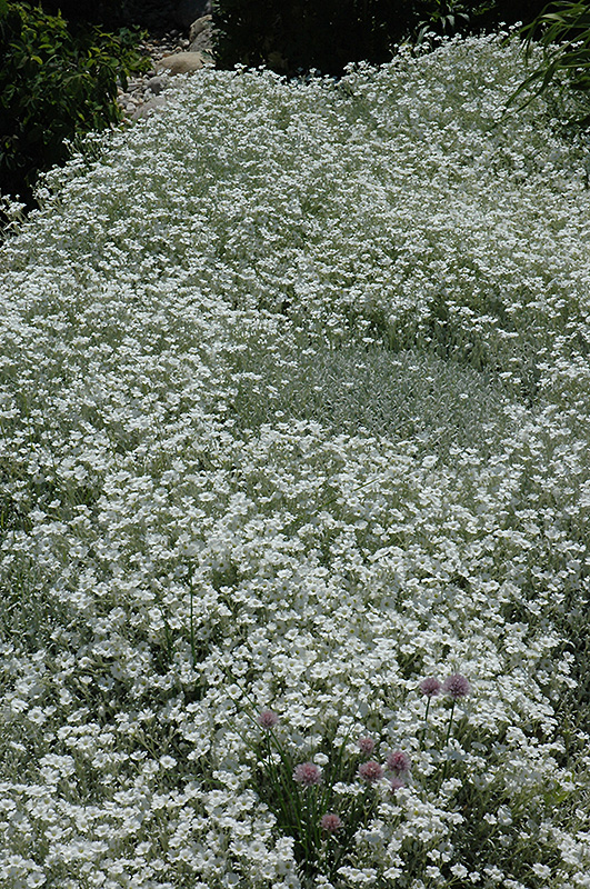 Snow-In-Summer (Cerastium tomentosum) at Tagawa Gardens