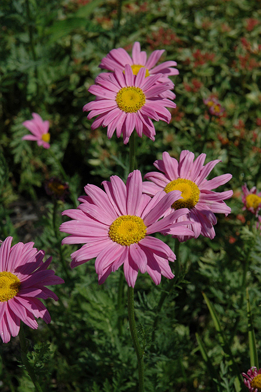Robinson's Pink Painted Daisy (Tanacetum coccineum 'Robinson's Pink') at Tagawa Gardens