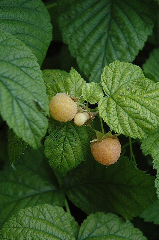 Fall Gold Raspberry (Rubus 'Fall Gold') at Tagawa Gardens