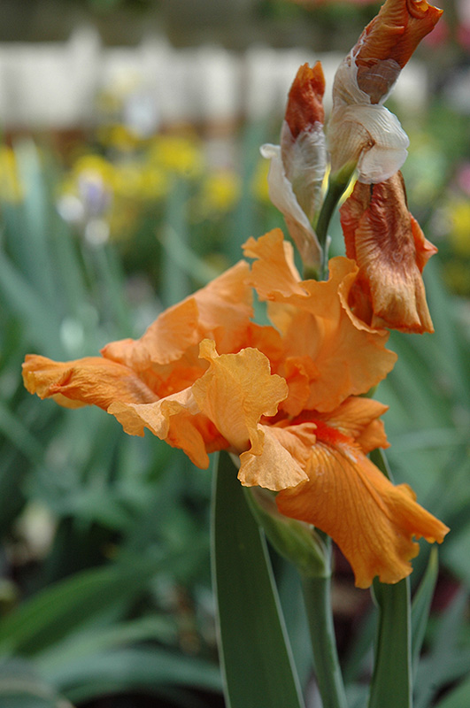 Firebreather Iris (Iris 'Firebreather') at Tagawa Gardens
