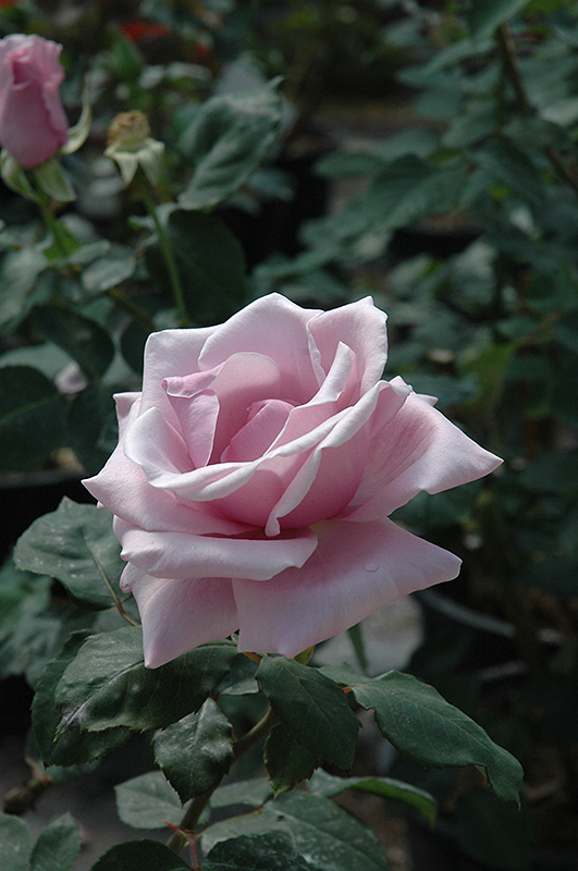 Sterling Silver Rose (Rosa 'Sterling Silver') at Tagawa Gardens