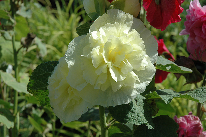 Chater's Double Yellow Hollyhock (Alcea rosea 'Chater's Double Yellow') at Tagawa Gardens