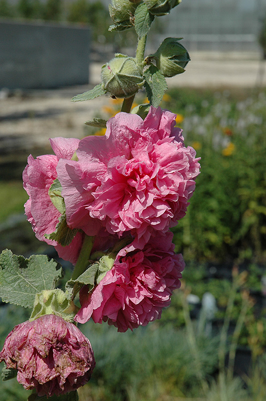 Chater's Double Pink Hollyhock (Alcea rosea 'Chater's Double Pink') at Tagawa Gardens
