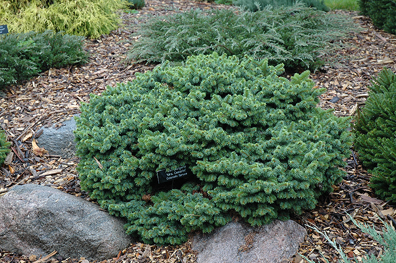 Mrs. Cesarini Blue Spruce (Picea pungens 'Mrs. Cesarini') at Tagawa Gardens
