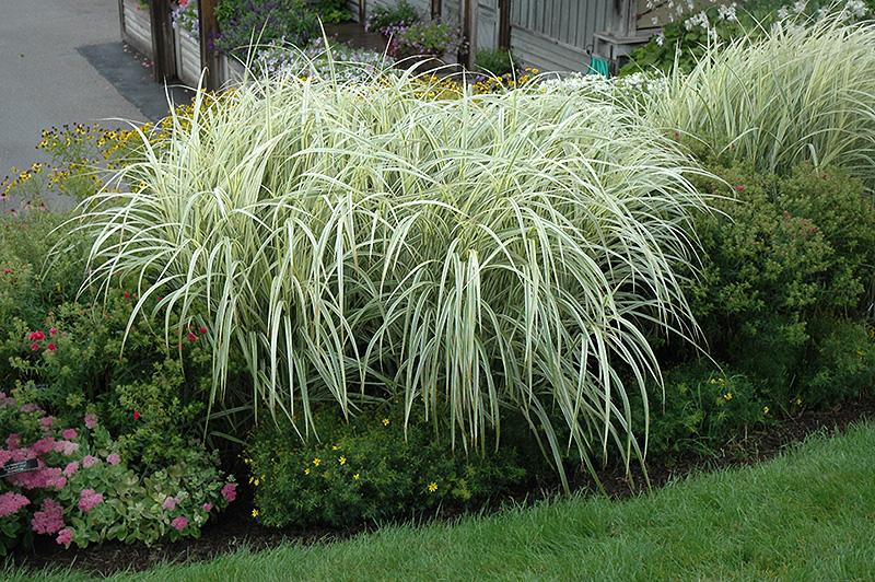 Variegated Silver Grass (Miscanthus sinensis 'Variegatus') at Tagawa Gardens