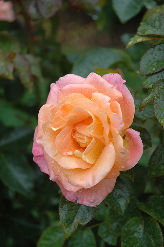 Day Breaker Rose (Rosa 'Day Breaker') at Tagawa Gardens
