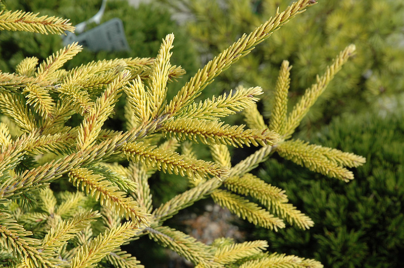 Skylands Golden Spruce (Picea orientalis 'Skylands') at Tagawa Gardens