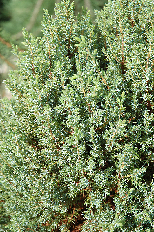 Miniature Juniper (Juniperus communis 'Miniature') at Tagawa Gardens