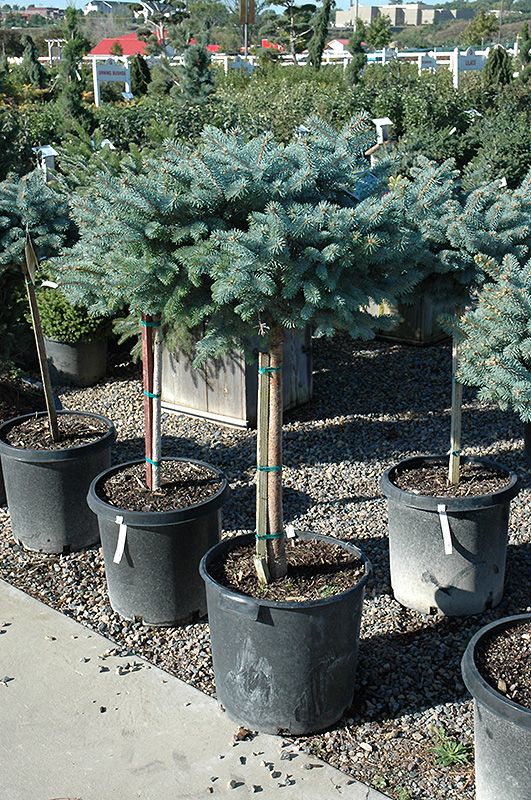 Globe Blue Spruce (tree form) (Picea pungens 'Globosa (tree form)') at Tagawa Gardens