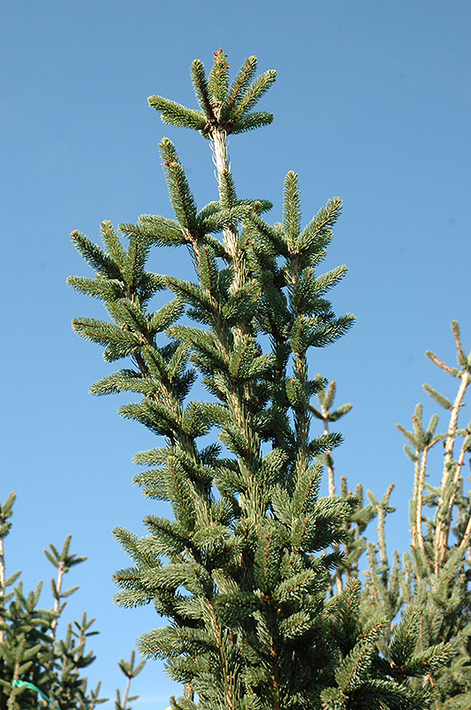 Columnar Norway Spruce Picea Abies Cupressina In Denver Centennial Littleton Aurora Parker Colorado Co At awa Gardens