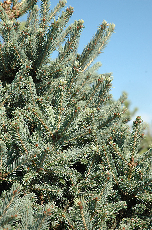 Yukon Blue Spruce (Picea glauca 'Yukon Blue') at Tagawa Gardens