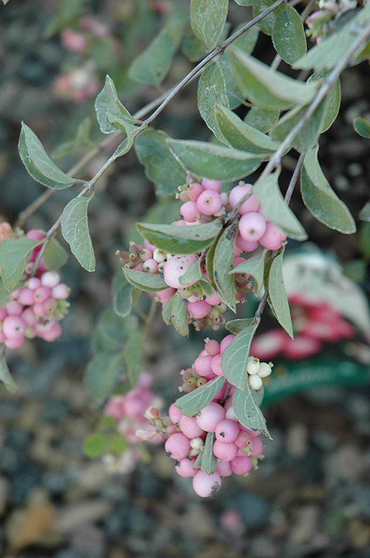 Amethyst Coralberry (Symphoricarpos x doorenbosii 'Kordes') at Tagawa Gardens