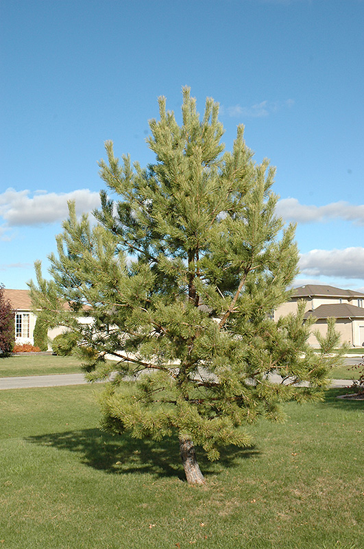 French Blue Scotch Pine (Pinus sylvestris 'French Blue') at Tagawa Gardens