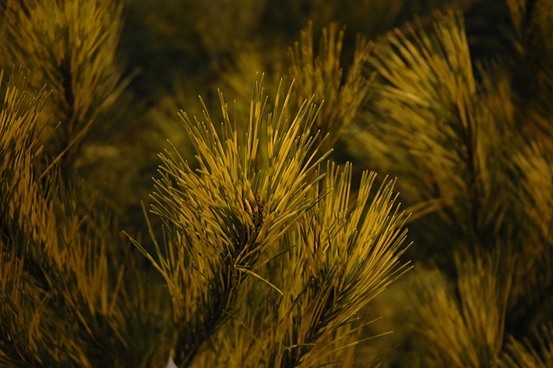 Burke Red Variegated Japanese Red Pine (Pinus densiflora 'Burke Red Variegated') at Tagawa Gardens