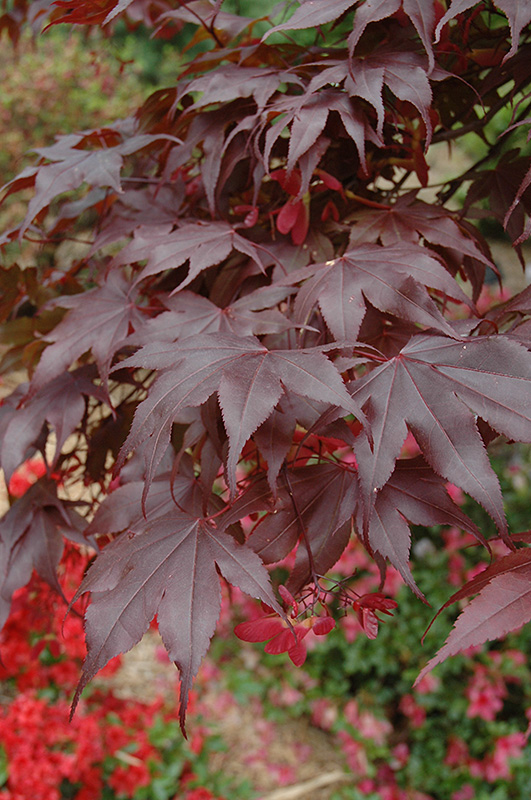 Bloodgood Japanese Maple (Acer palmatum 'Bloodgood') at Tagawa Gardens